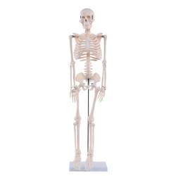 Anatomie Modell Skelett Auswahl Verkleinerte Darstellung 80 cm