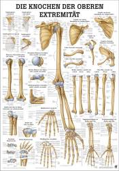 Das Skelett des Menschen Mini-Poster Anatomie 34x24 cm medizinische  Lehrmittel