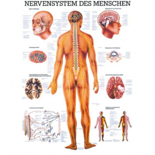 Öffne "Nervensystem des Menschen"