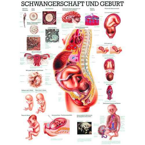 Öffne Lehrtafel "Schwangerschaft & Geburt"