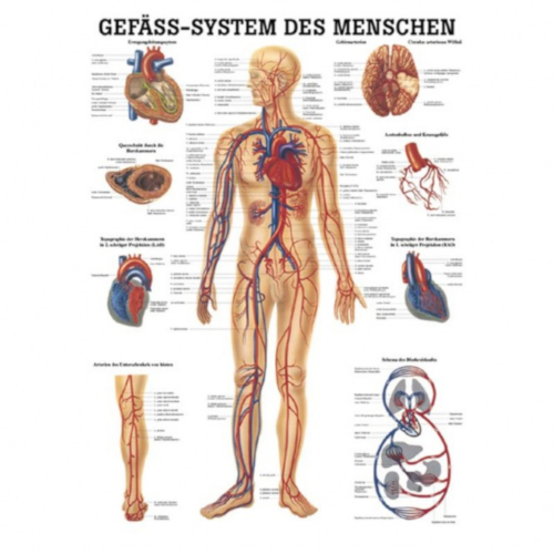 Öffne "Das Gefäß-System des Menschen"