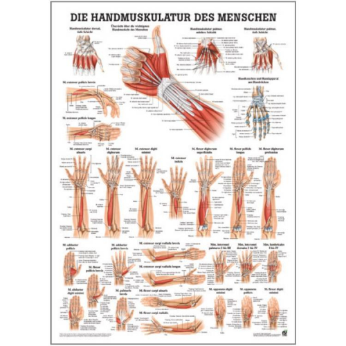 Öffne "Muskelsystem des Menschen" von verschiedenen Körperextremitäten