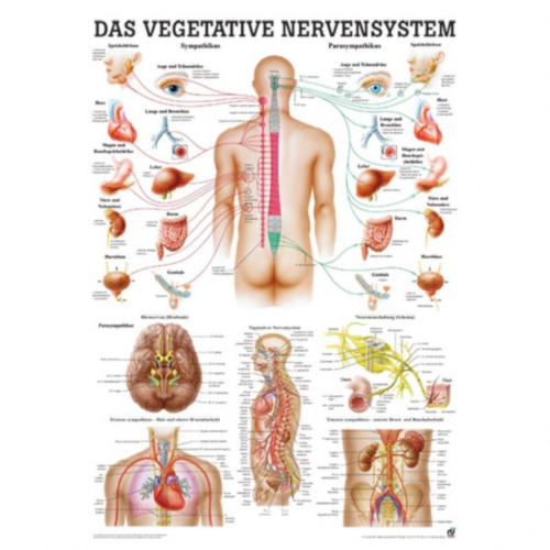 Öffne "Nervensystem des Menschen"