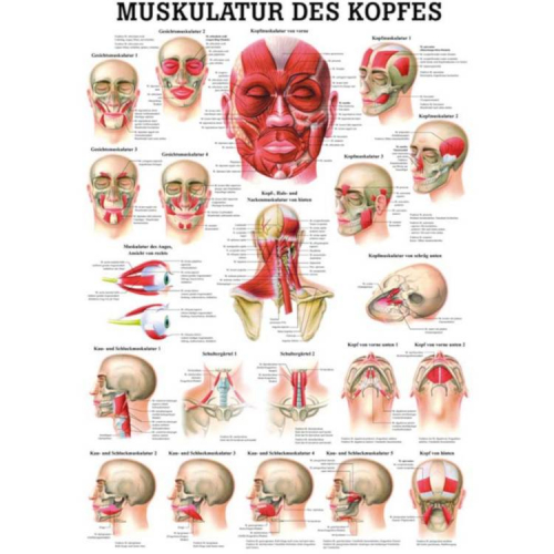 Öffne "Muskelsystem des Menschen" von verschiedenen Körperextremitäten