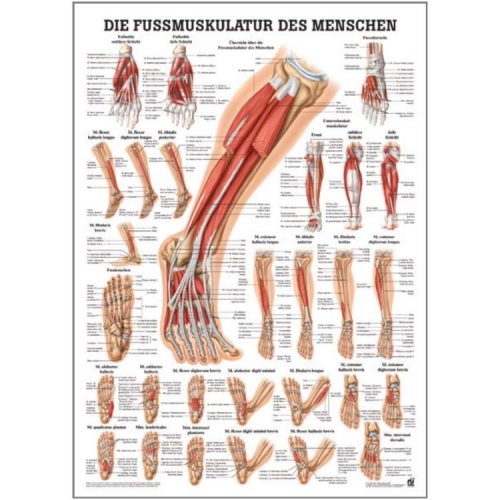 Öffne "Muskelsystem des Menschen" von verschiedenen Körperextremitäten