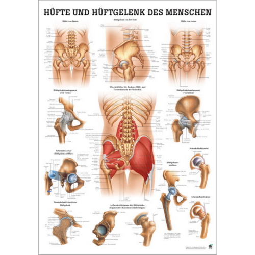 Öffne Miniposter "Hüfte und Hüftgelenke"