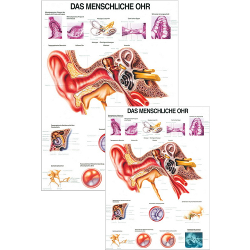 Öffne Lehrtafel "Das menschliche Ohr"