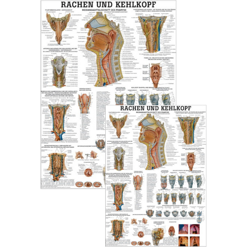 Öffne Lehrtafel "Rachen und Kehlkopf"