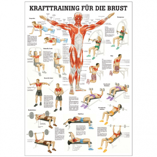 Öffne Mini-Poster "Krafttraining für die Brust", laminiert