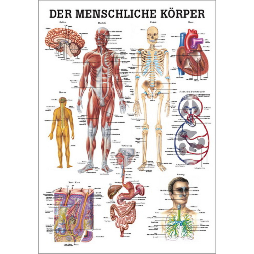 Öffne Lehrtafel "Der menschliche Körper", laminiert