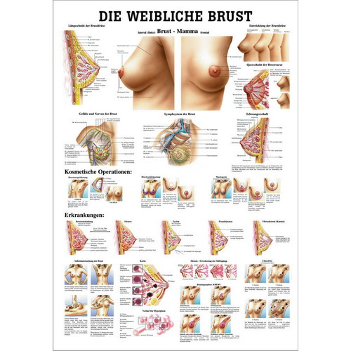 Öffne Lehrtafel "Die weibliche Brust", laminiert