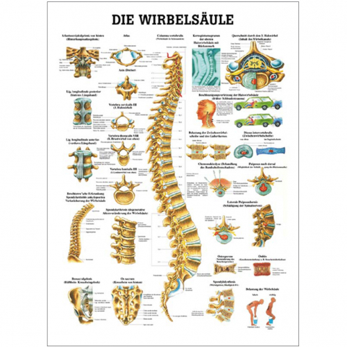 Öffne Lehrmittel Die Wirbelsäule - Poster, Lehrtafel, Mini-Poster