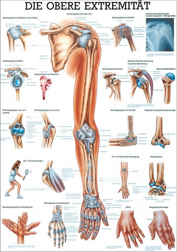 Öffne Mini-Poster, Poster und Lehrtafeln der  "Unteren und oberen Extremitäten des Menschen"