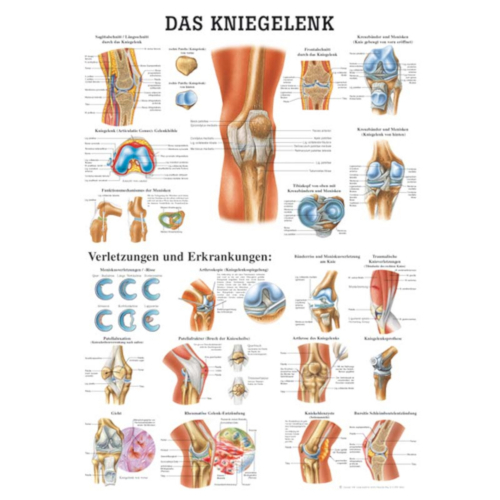 Öffne Lehrtafeln "Der menschlichen Gliedmaße"