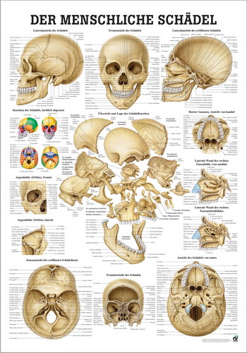 Öffne Lehrtafel "Der menschliche Schädel"