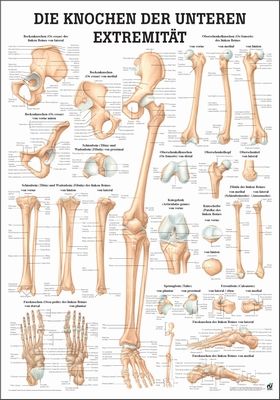 Öffne Mini-Poster, Poster und Lehrtafeln der  "Unteren und oberen Extremitäten des Menschen"