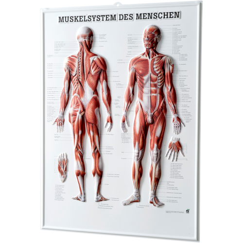 Öffne Relieftafel "Muskelsystem des Menschen"