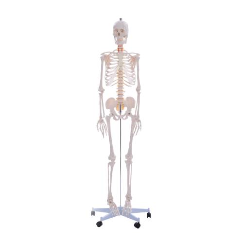 Öffne Anatomie Skelett Mensch lebensgroß, 180cm