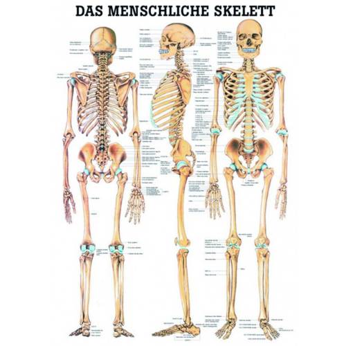 Öffne Mini-Poster "Das menschliche Skelett", laminiert