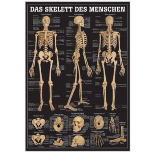 Öffne Mini-Poster "Das Skelett des Menschen", laminiert