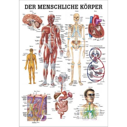 Öffne Mini-Poster "Der menschliche Körper", unlaminiert