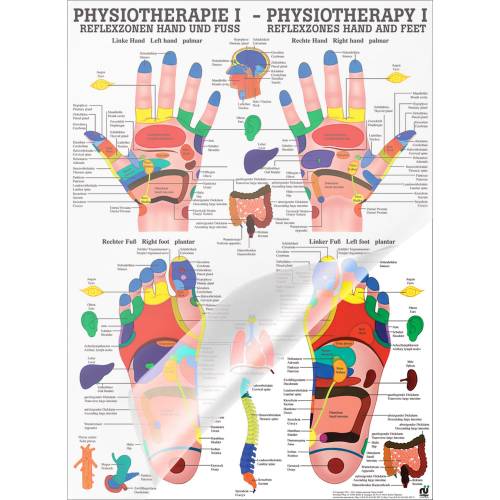 Öffne Poster "Physiotherapie I-Reflexzonen Hand- u. Fuß", laminiert