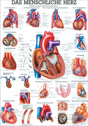 Öffne "Das menschliche Herz" u. "Herzinfarkt"