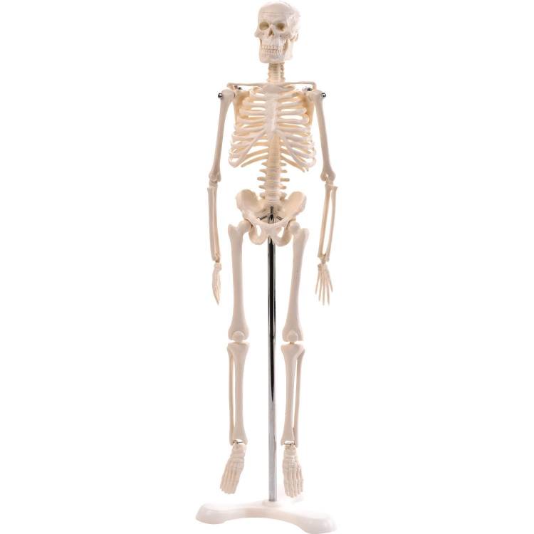 Öffne Mini Skelett mit Stativ, 45cm - Anatomie Modell, Skelette