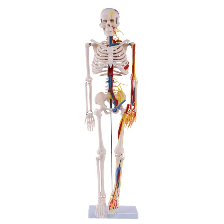 Öffne Medi-Skelett mit Nerven