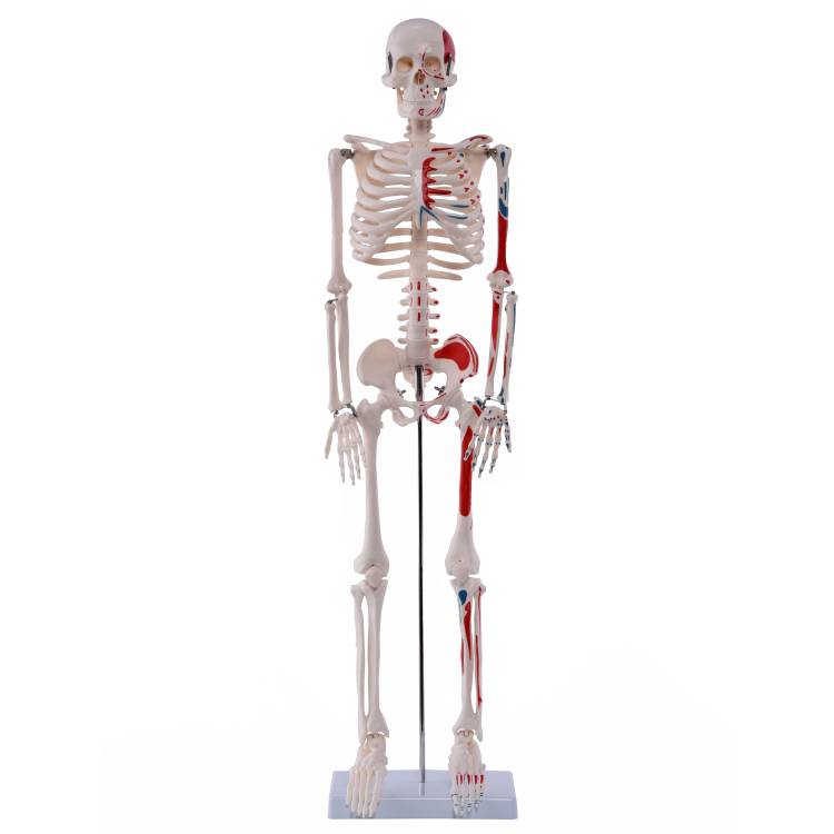 Öffne Medi-Skelett mit Muskelbemalung, ca. 85 cm