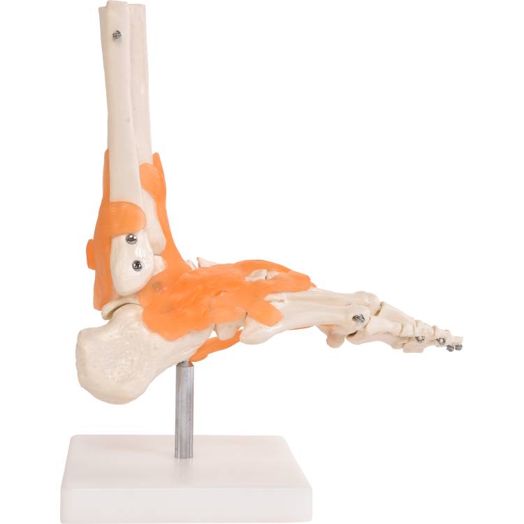 Öffne Anatomisches Fuß-Modell mit Bändern