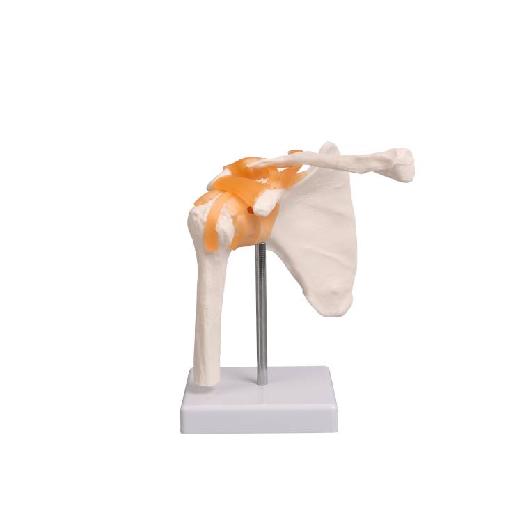 Öffne Anatomisches Schulter-Modell mit Schulterblatt