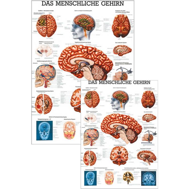 Öffne Lehrmittel "Das menschliche Gehirn"