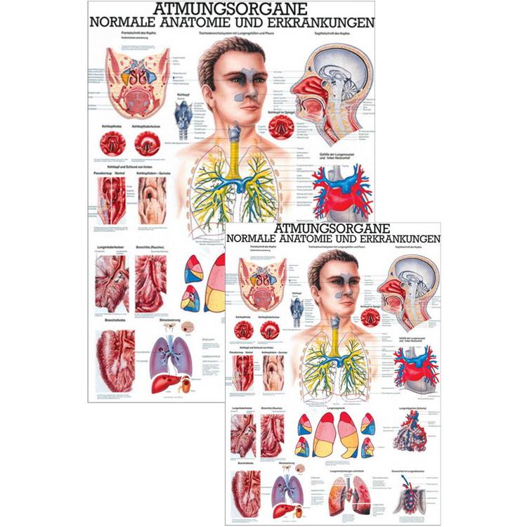 Öffne Lehrmittel "Atmungsorgane des Menschen"