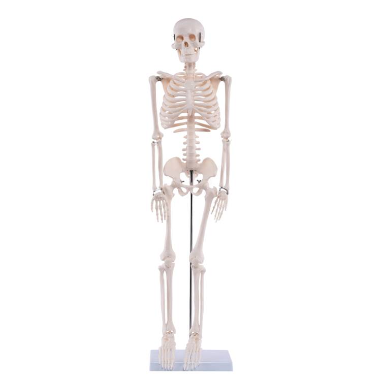 Öffne Kleines menschliches Skelett Modell - 85cm groß mit Ständer
