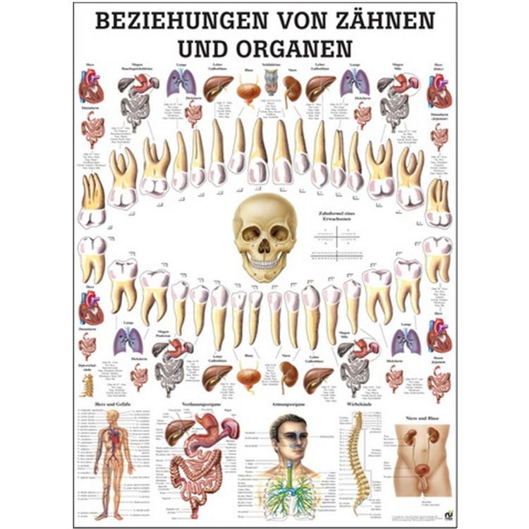Öffne Mini-Poster "Beziehungen v. Zähnen und Organen", unlaminiert