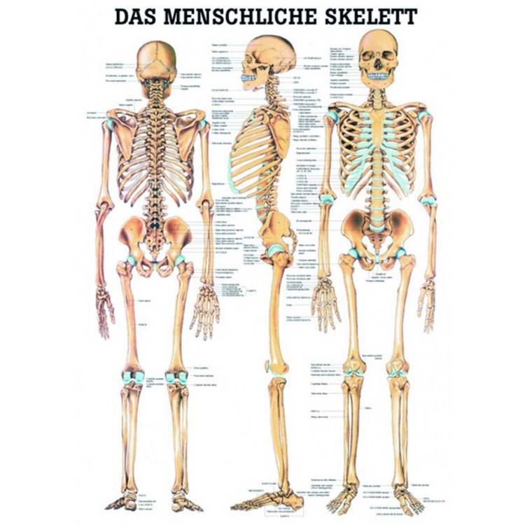 Öffne Mini-Poster "Das menschliche Skelett", unlaminiert