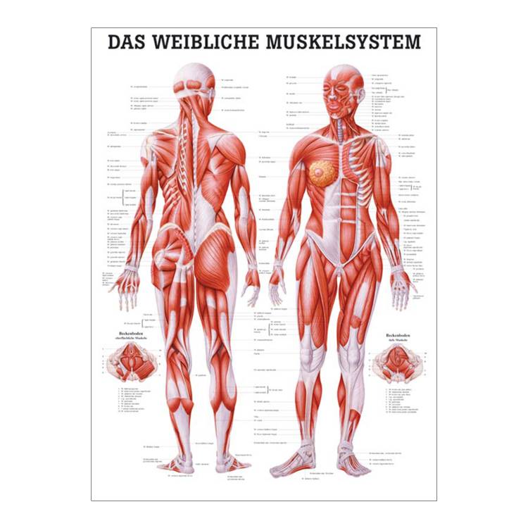 Öffne "Muskelsystem des Menschen" von verschiedenen Körpersequenzen