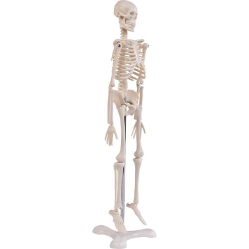 Dr. No Mini-Skelett