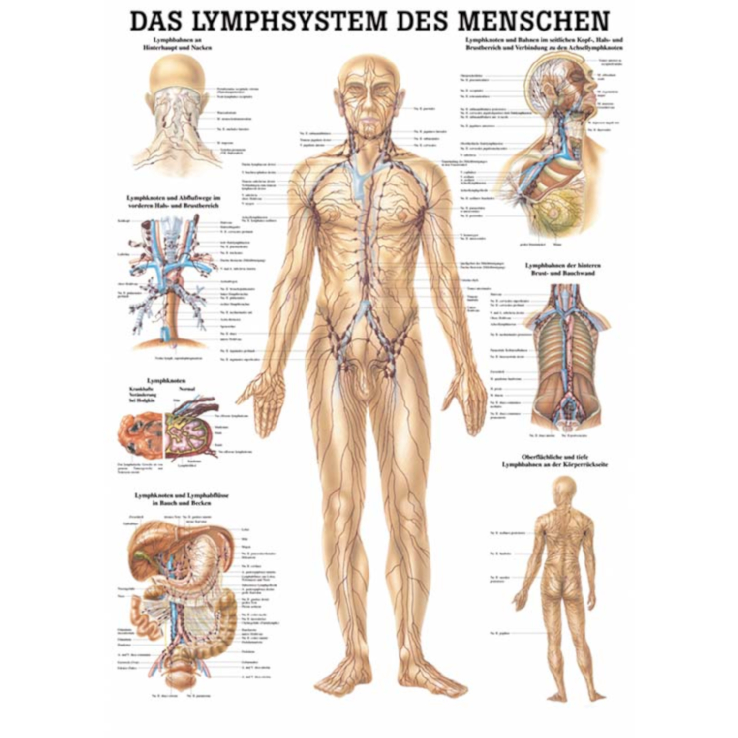 Das Lymphsystem des Menschen